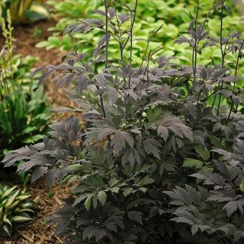 Actaea (Cimicifuga) x &#39;Chocoholic&#39; Bugbane