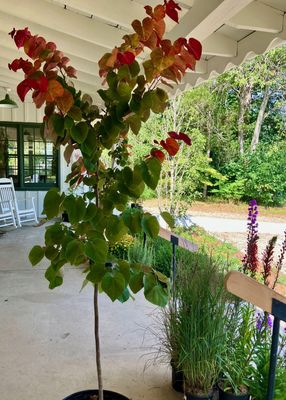 Cercis canadensis 'Ace of Hearts' Redbud Tree