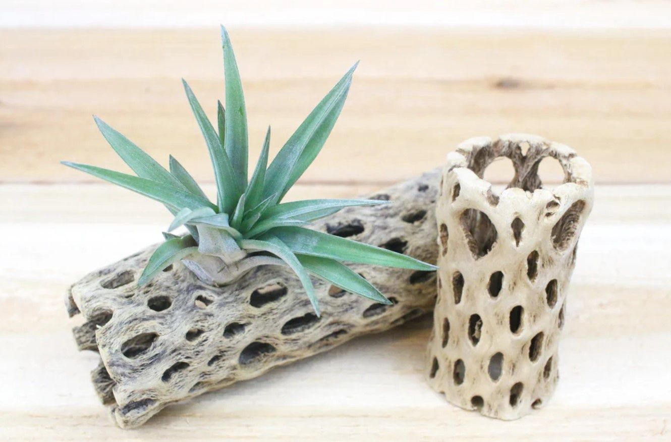 Cholla Wood Container