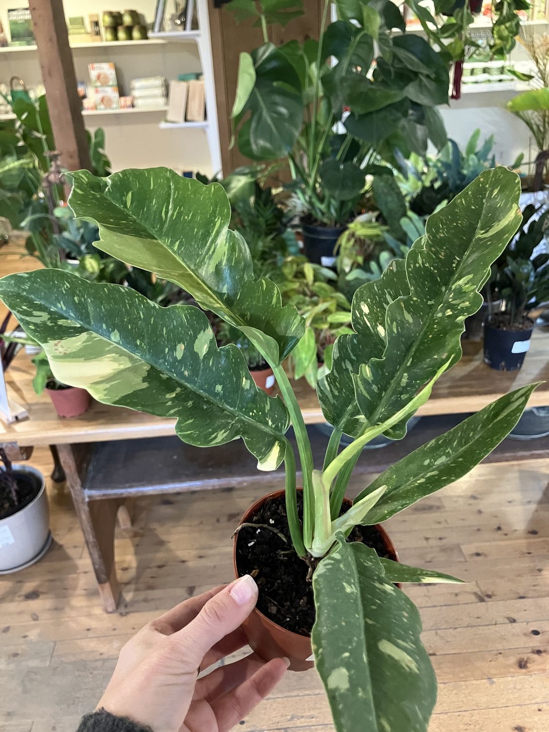 Philodendron Ring of Fire