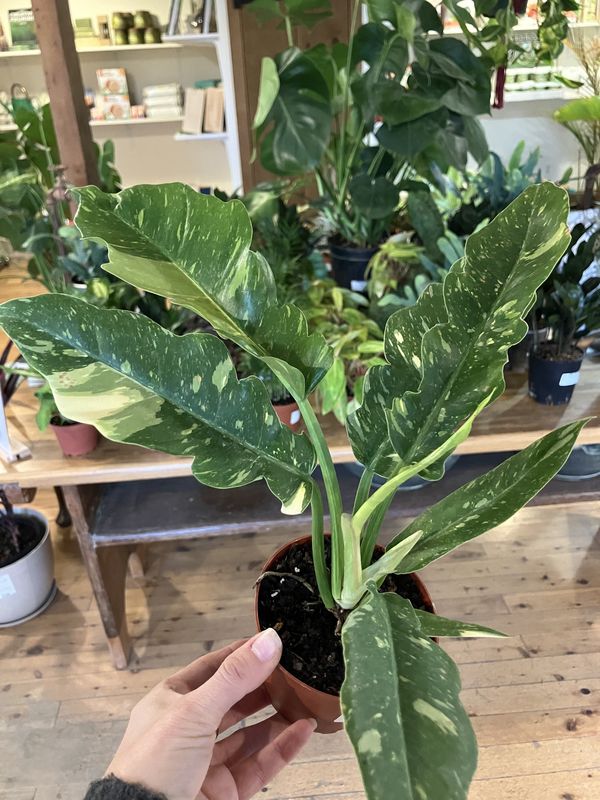 Philodendron Ring of Fire