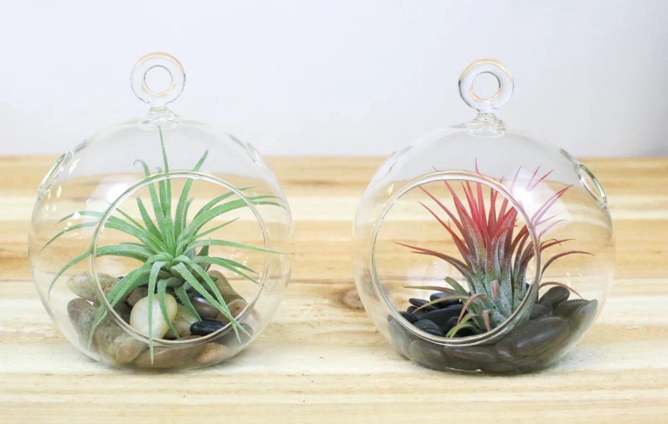 Flat Bottom Terrariums