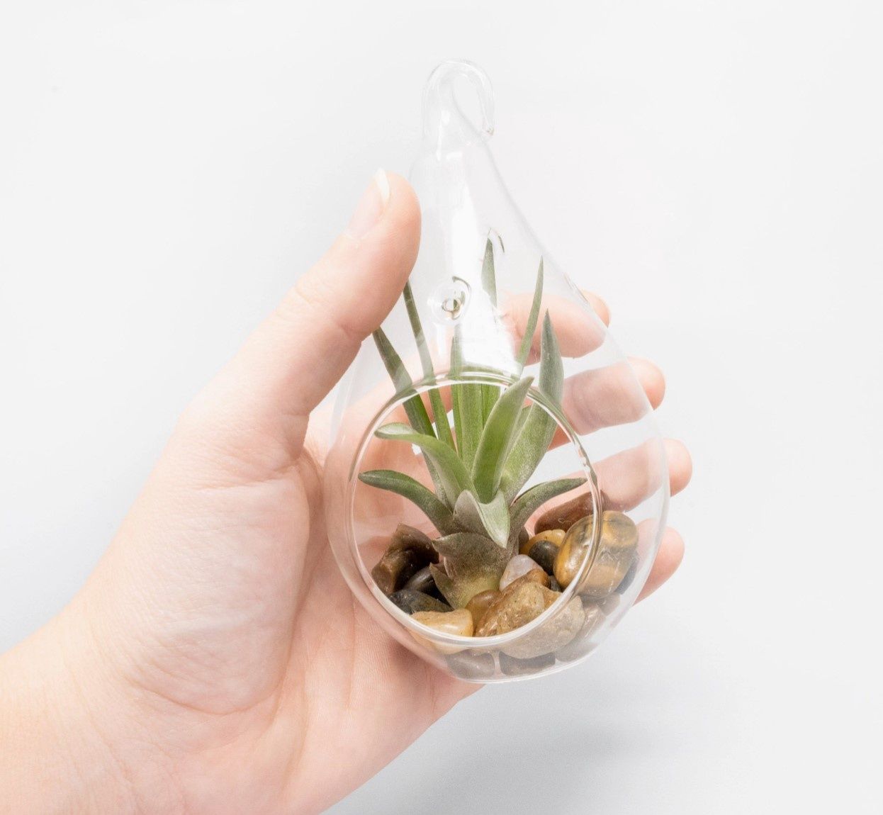 Flat Bottom Terrariums