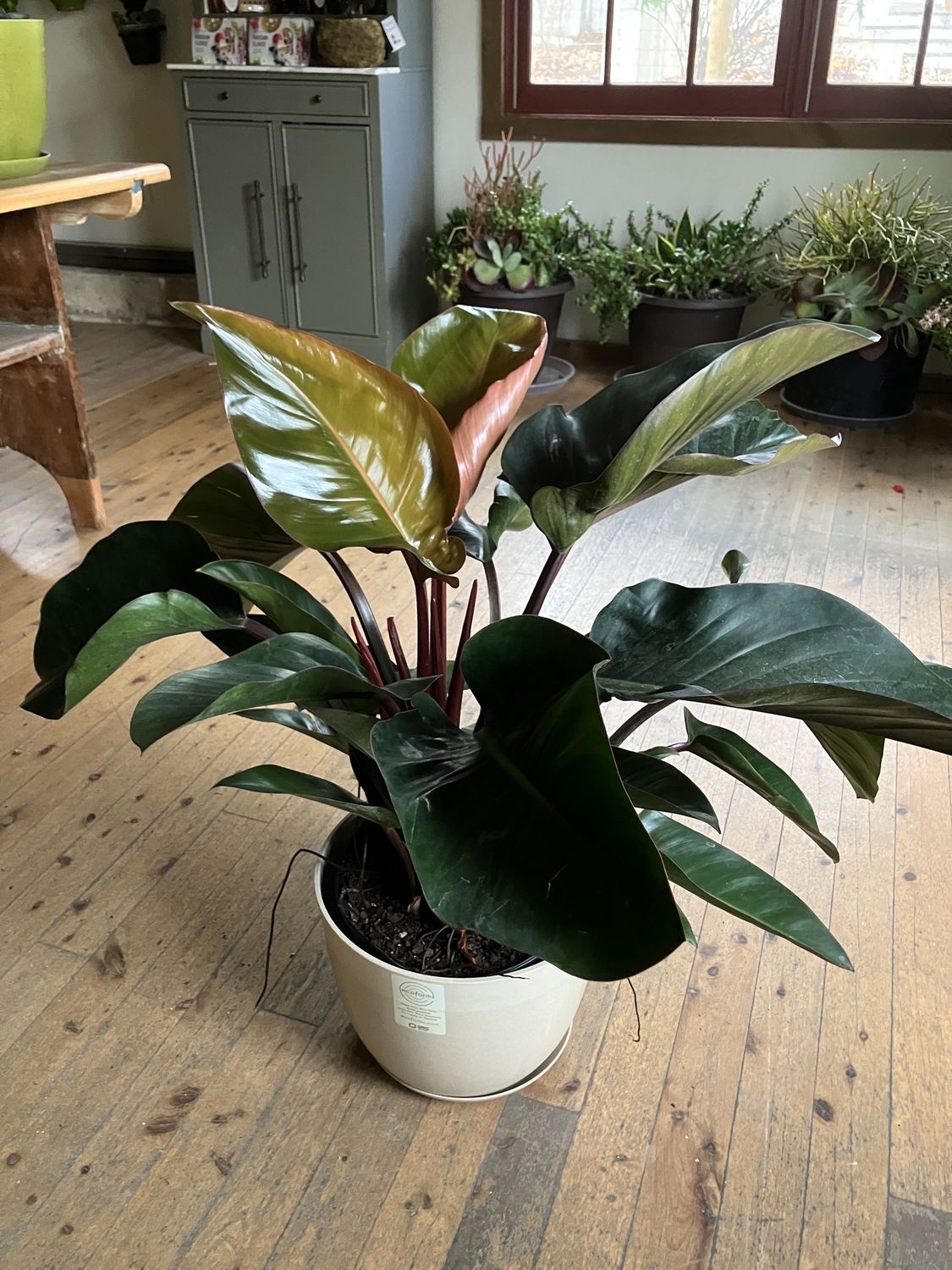 Philodendron Congo Rojo