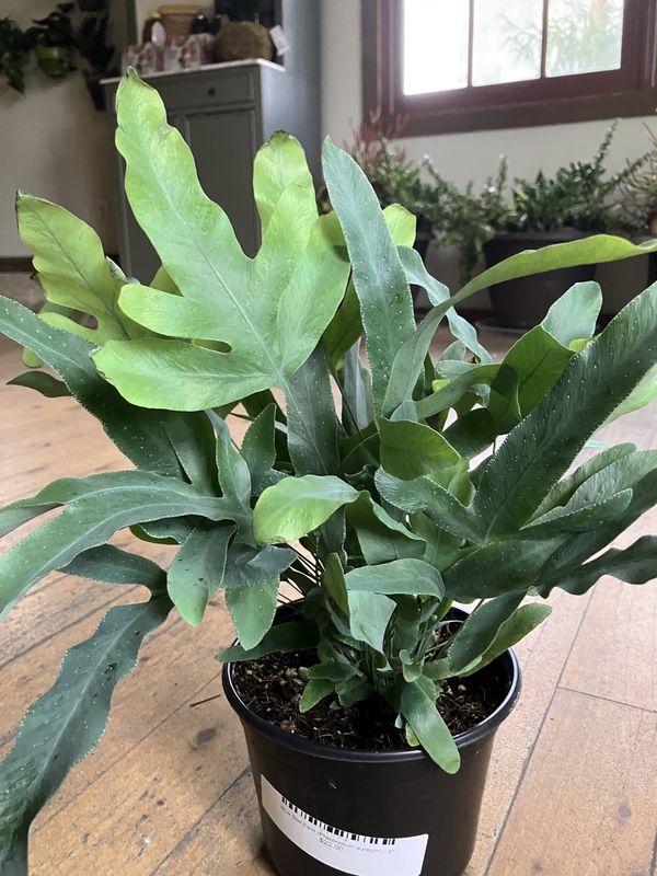 Blue Star Fern (Phlebodium aureum)