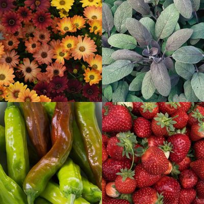 Annuals