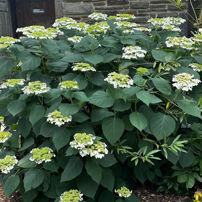 Shrubs