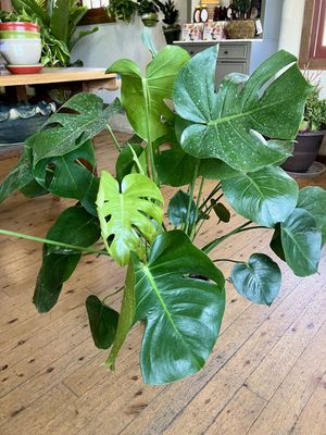 Houseplants