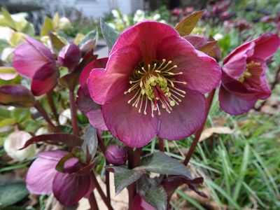 Hellebores