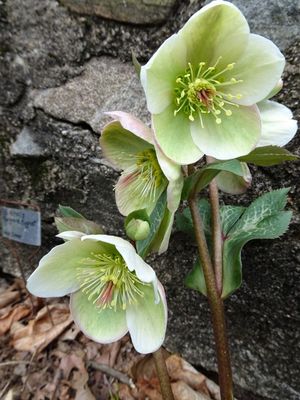 Helleborus Frostkiss® 'Molly's White' Hellebore