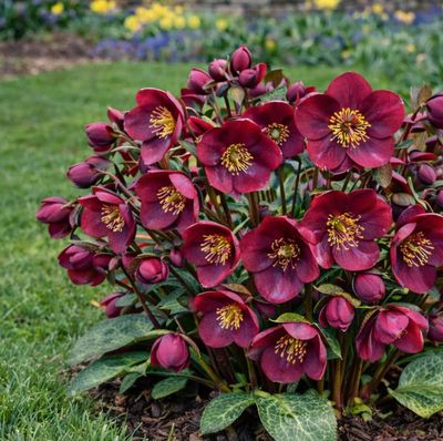 Helleborus Frostkiss® 'Vibey Velvet'  Hellebore