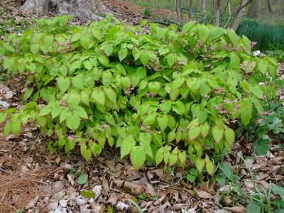 Epimedium rubrum 'Sweetheart' Fairy Wings