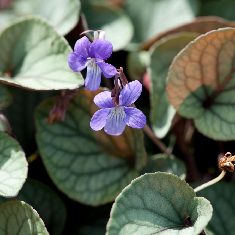 Viola walteri 'Silver Gem' Violet