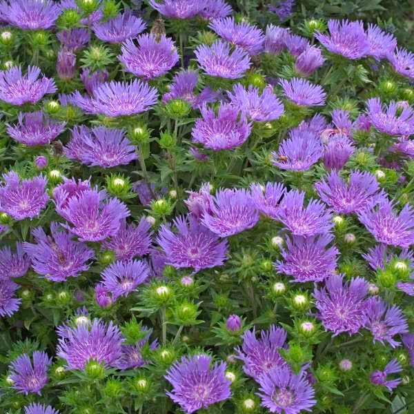 Stokesia 'Peachie's Pick' Stoke's Aster