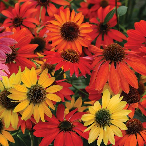 Echinacea 'Cheyenne Spirit' Coneflower