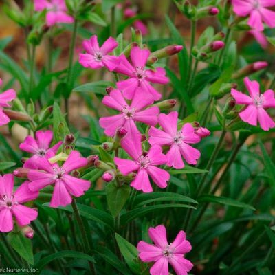 Silene caroliniana 'Short and Sweet' Wild Pinks