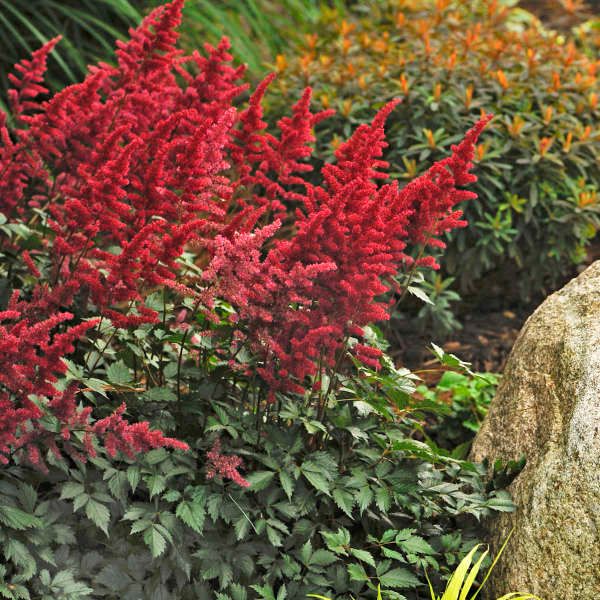 Astilbe 'Fanal'