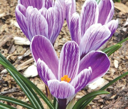 Crocus vernus 'King of the Striped'