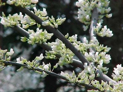 Cercis canadensis f. alba Whitebud