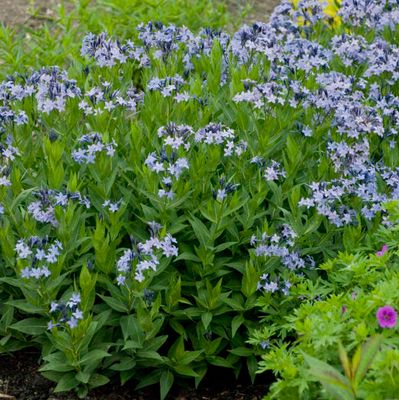 Amsonia tabernaemontana 'Blue Ice'