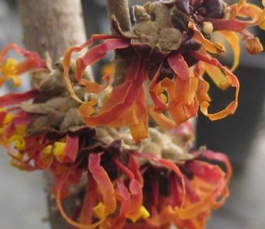 Hamamelis x intermedia 'Diane' Witchhazel