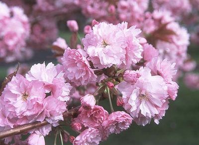Prunus serrulata 'Kwanzan' Flowering Cherry