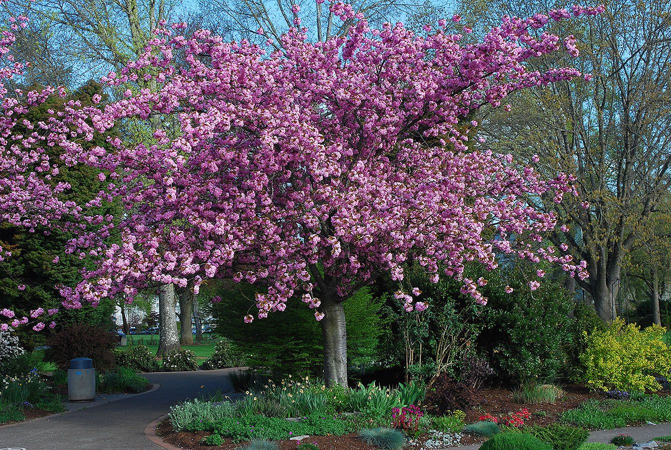 Prunus serrulata 'Kwanzan' Flowering Cherry