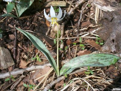 Erythronium albidum Trout Lily