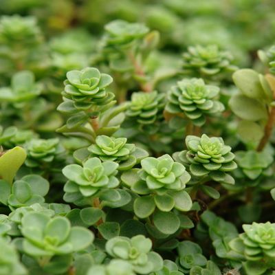 Sedum ternatum 'Larinem Park' Stonecrop