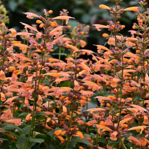 Agastache  'Mango Tango' Anise Hyssop