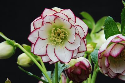 Helleborus Winter Jewels® 'Fire and Ice' Hellebore