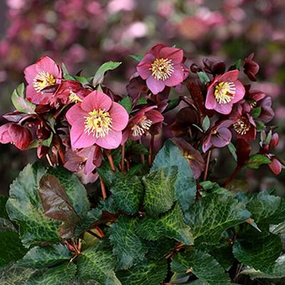Helleborus Ice N' Roses® 'Megan Marble' Hellebore