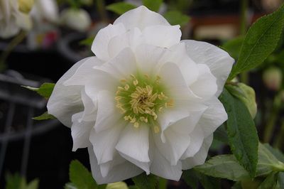 Helleborus Winter Jewels® 'Sparkling Diamond' Hellebore