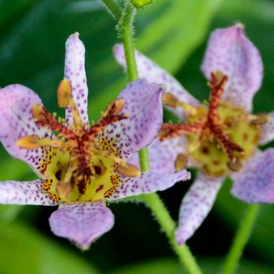 Tricyrtis formosana 'Autumn Glow' Toadlily