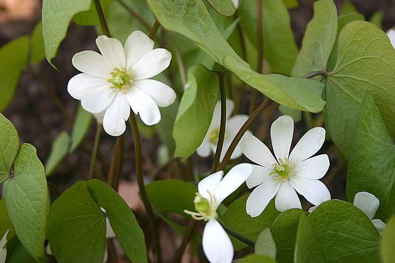 Jeffersonia diphylla Twinleaf