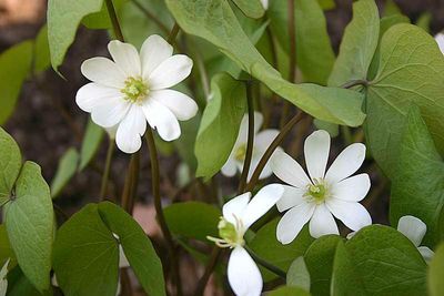 Jeffersonia diphylla Twinleaf