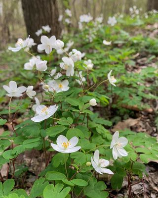 Thalictrum (Anemonella) thalictroides Rue-Anemone