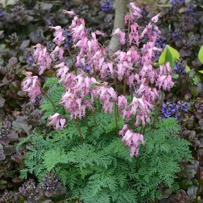 Dicentra eximia Fringed Bleeding Heart