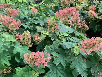 Hydrangea quercifolia 'Ruby Slippers' Oakleaf Hydrangea