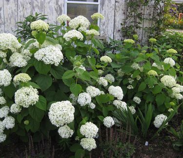 Hydrangea arborescens 'Incrediball' Smooth Hydrangea