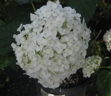 Hydrangea arborescens 'Incrediball' Smooth Hydrangea