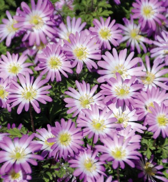 Anemone blanda 'Charmer' Grecian Windflower