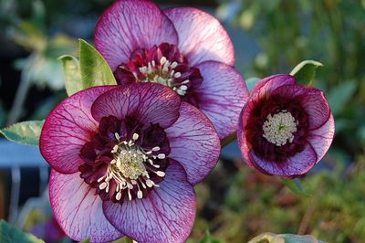 Helleborus Winter Jewels® 'Cherry Blossom' Hellebore