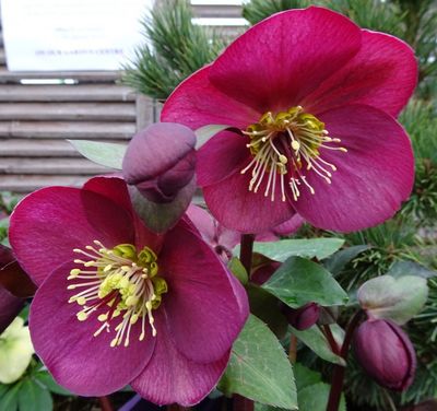 Helleborus Frostkiss® 'Anna's Red' Hellebore