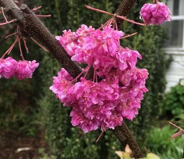 Cercis x 'Pink Pom Poms' Redbud