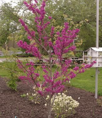 Cercis x 'Pink Pom Poms' Redbud