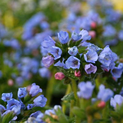 Pulmonaria 'Twinkle Toes' Lungwort