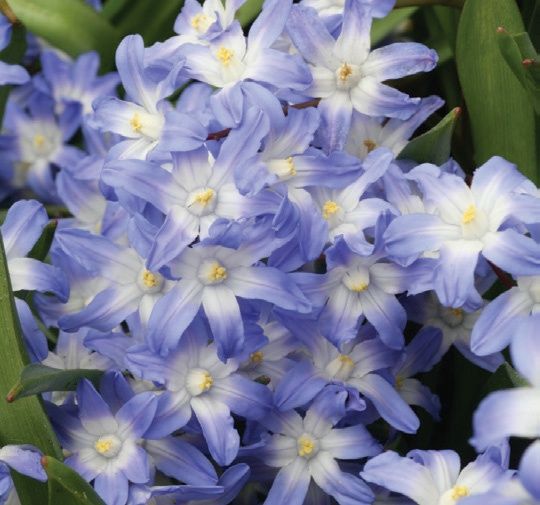 Chionodoxa forbesii 'Blue Giant' Glory of the Snow