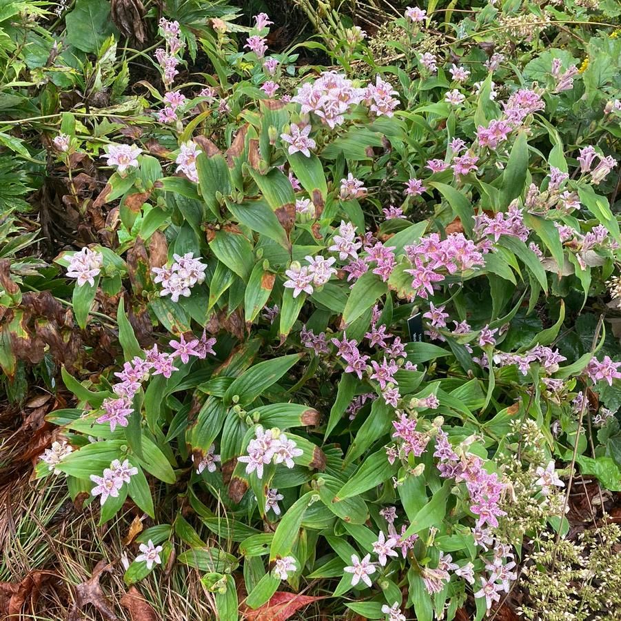 Tricyrtis 'Miyazaki' Toadlily
