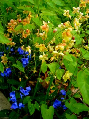 Epimedium warleyense 'Orange Queen' Fairy Wings